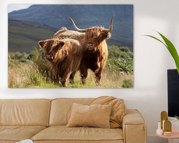 Koe, Schotse Hooglanders, Schotland van Desiree Tibosch