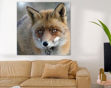 portret van een vos van Petra Vastenburg