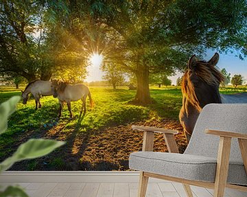 Konik paard in de natuur met mooi licht in de zomer van Bas Meelker
