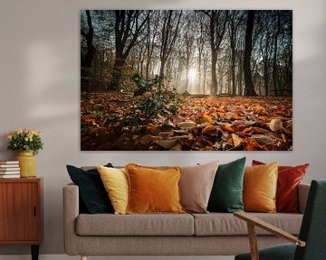 Sunbeams on green holly in autumn forest by Fotografiecor .nl