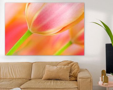 Tulpe im Frühling mit schönen Farben von Bas Meelker