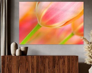 Tulpe im Frühling mit schönen Farben von Bas Meelker