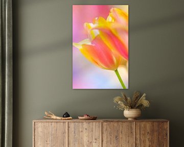 Tulips in spring with a colourful background by Bas Meelker