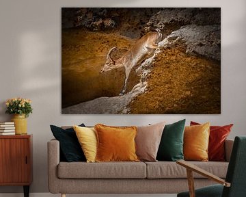 Steenbok beklimt rode rotsten in de bergen van Anadalucia. Wout Kok One2expose