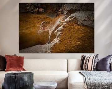 Steenbok beklimt rode rotsten in de bergen van Anadalucia. Wout Kok One2expose