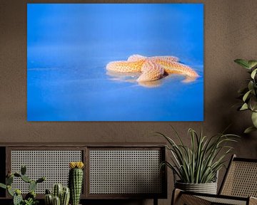 Étoile de mer orange sur la plage en été sur Bas Meelker