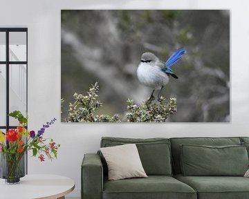 Blue Wren van Maurits Kuiper