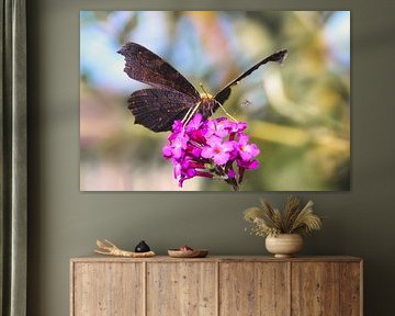 Summer - butterfly