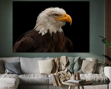 Bald Eagle, bird of prey in North America by Gert Hilbink