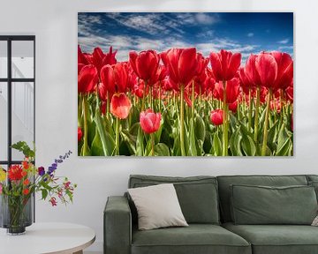 Tulpen-veld van Lia van Beest