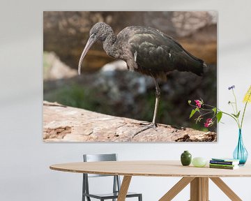 Zwarte Ibis : DierenPark Amersfoort van Loek Lobel