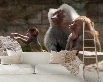 Mantelbaviaan : DierenPark Amersfoort van Loek Lobel