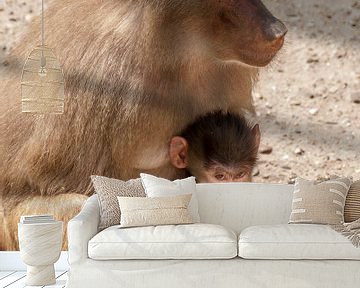 Mantelbaviaan : DierenPark Amersfoort van Loek Lobel