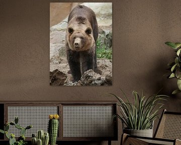 Brown Bear : Animal Park Amersfoort by Loek Lobel