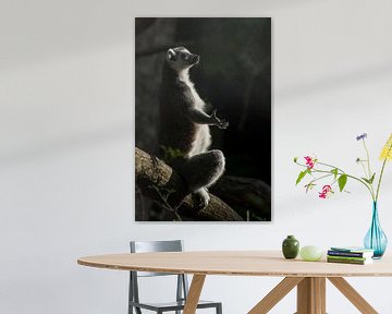 Ringtailed lemur : Animal Park Amersfoort by Loek Lobel