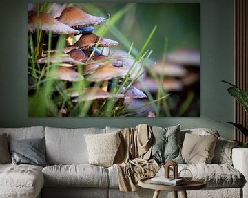 mushrooms in grass by Maarten van Loon