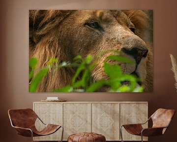 Lions : Animal Park Amersfoort by Loek Lobel