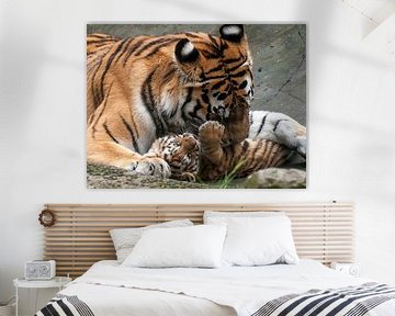 Tigre de Sibérie : Parc animalier d'Amersfoort sur Loek Lobel