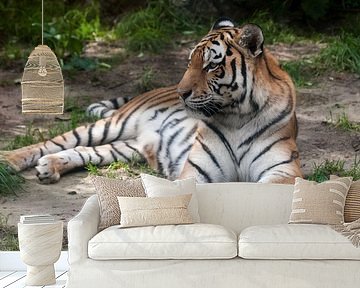 Sibirischer Tiger : Tierpark Amersfoort von Loek Lobel