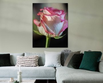 Rose van Maxpix, creatieve fotografie