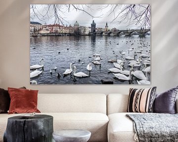 The swans of Prague. by Bianca Boogerd