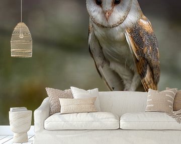 Barn owl by Freddy Van den Buijs