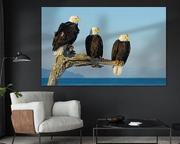 Drei Weißkopfseeadler von Harry Eggens