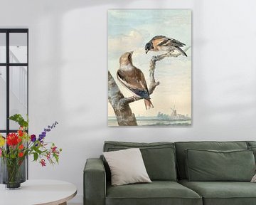 Twee vogels: een appelvink en een keep, Aert Schouman