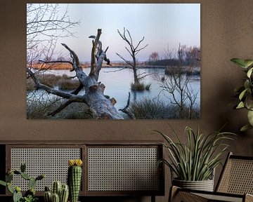 22-02-2018, PESSE, Zonsopkomst in nationaal park Dwingelderveld van Francois Wieringa