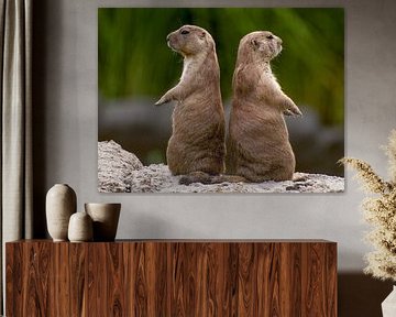 Prairiehonden : Diergaarde Blijdorp