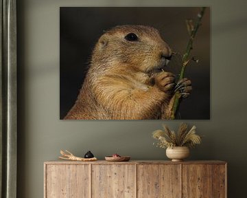Prairiehonden : Diergaarde Blijdorp
