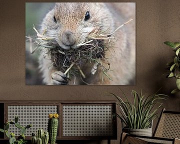 Prairiehonden : Diergaarde Blijdorp
