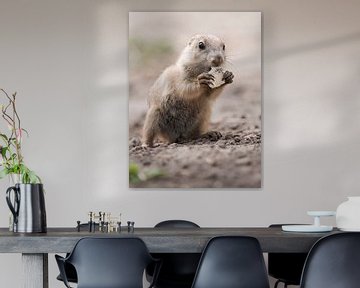 Prairie dogs : Blijdorp Zoo by Loek Lobel