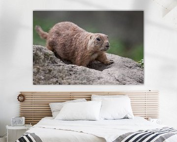 Prairiehonden : Diergaarde Blijdorp