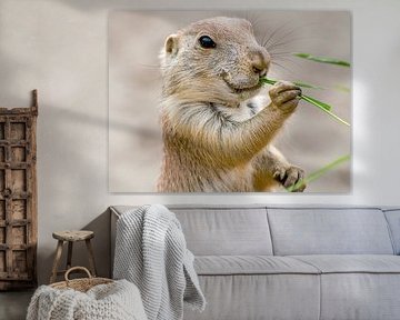 Prairiehonden : Diergaarde Blijdorp