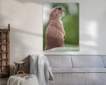 Chiens de prairie : Zoo de Blijdorp