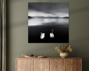 Zwanen op een meer in zwart-wit in Noorwegen