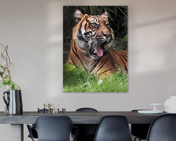 Tigres de Sumatra : Zoo de Blijdorp