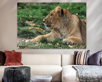 Aziatische of Perzische leeuw : Diergaarde Blijdorp van Loek Lobel