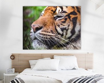 Sumatraanse tijgers : Diergaarde Blijdorp van Loek Lobel
