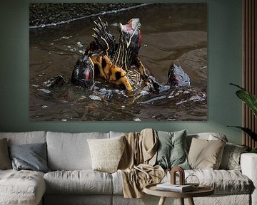 Tortue ornementale : Zoo de Blijdorp