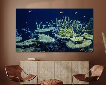 corail et poissons en Océanie : Zoo Blijdorp