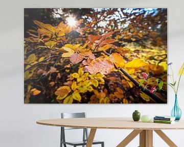 Kleurrijke herfstbladeren in het zonlicht van Fotografiecor .nl