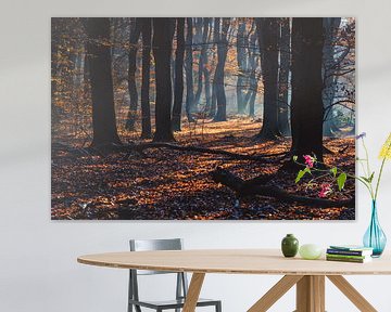 Zonnestralen door de herfst bomen