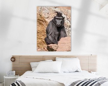Macaque teinté : Zoo de Blijdorp sur Loek Lobel