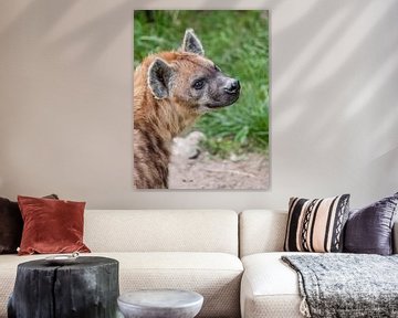 Gevlekte Hyena : DIergaarde Blijdorp van Loek Lobel