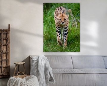 Serval : Tierpark Blijdorp von Loek Lobel