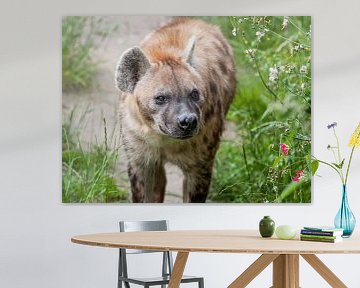 Gevlekte Hyena : DIergaarde Blijdorp van Loek Lobel