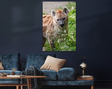 Gevlekte Hyena : DIergaarde Blijdorp van Loek Lobel