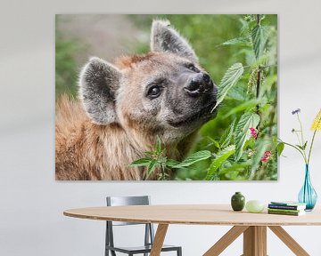 Gevlekte Hyena : DIergaarde Blijdorp van Loek Lobel